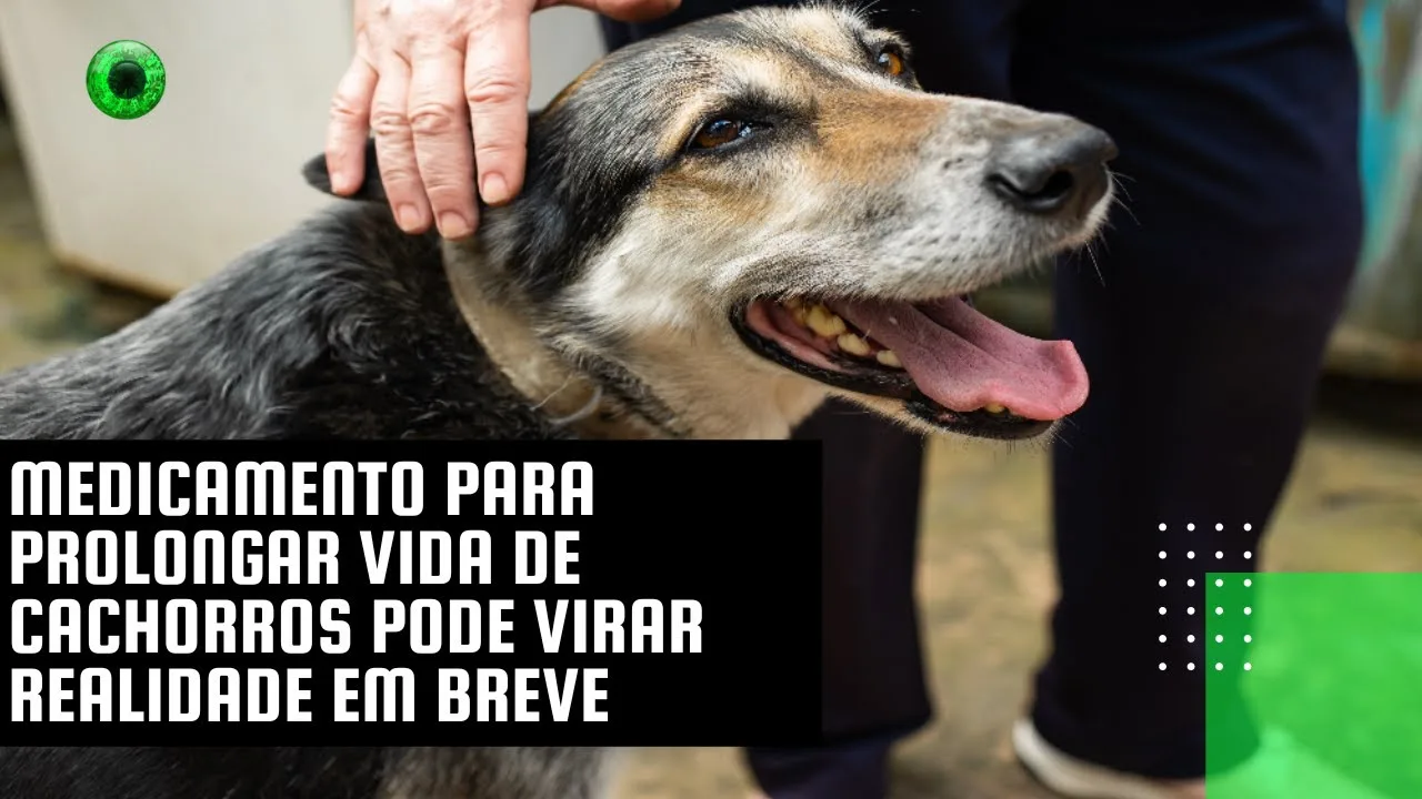 Medicamento para prolongar vida de cachorros pode virar realidade em breve