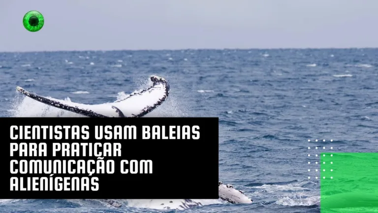 Cientistas usam baleias para praticar comunicação com alienígenas
