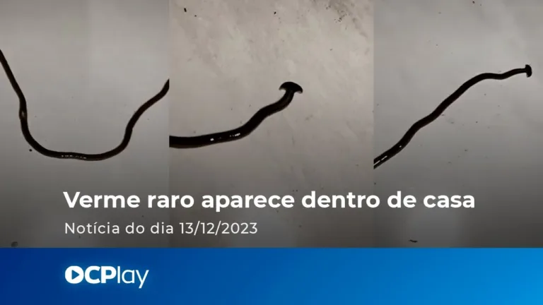 Verme raro aparece dentro de casa