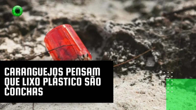 Caranguejos pensam que lixo plástico são conchas