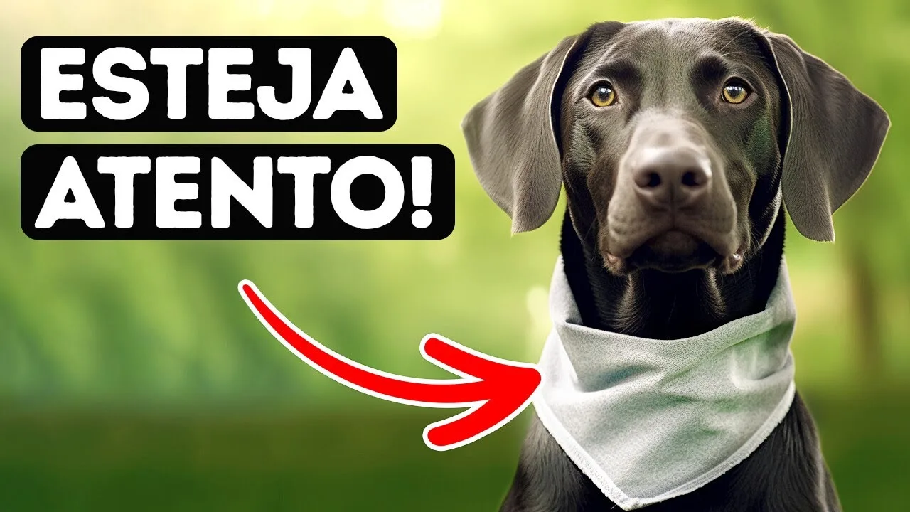 Por que os cães usam bandanas? Você ficará surpreso