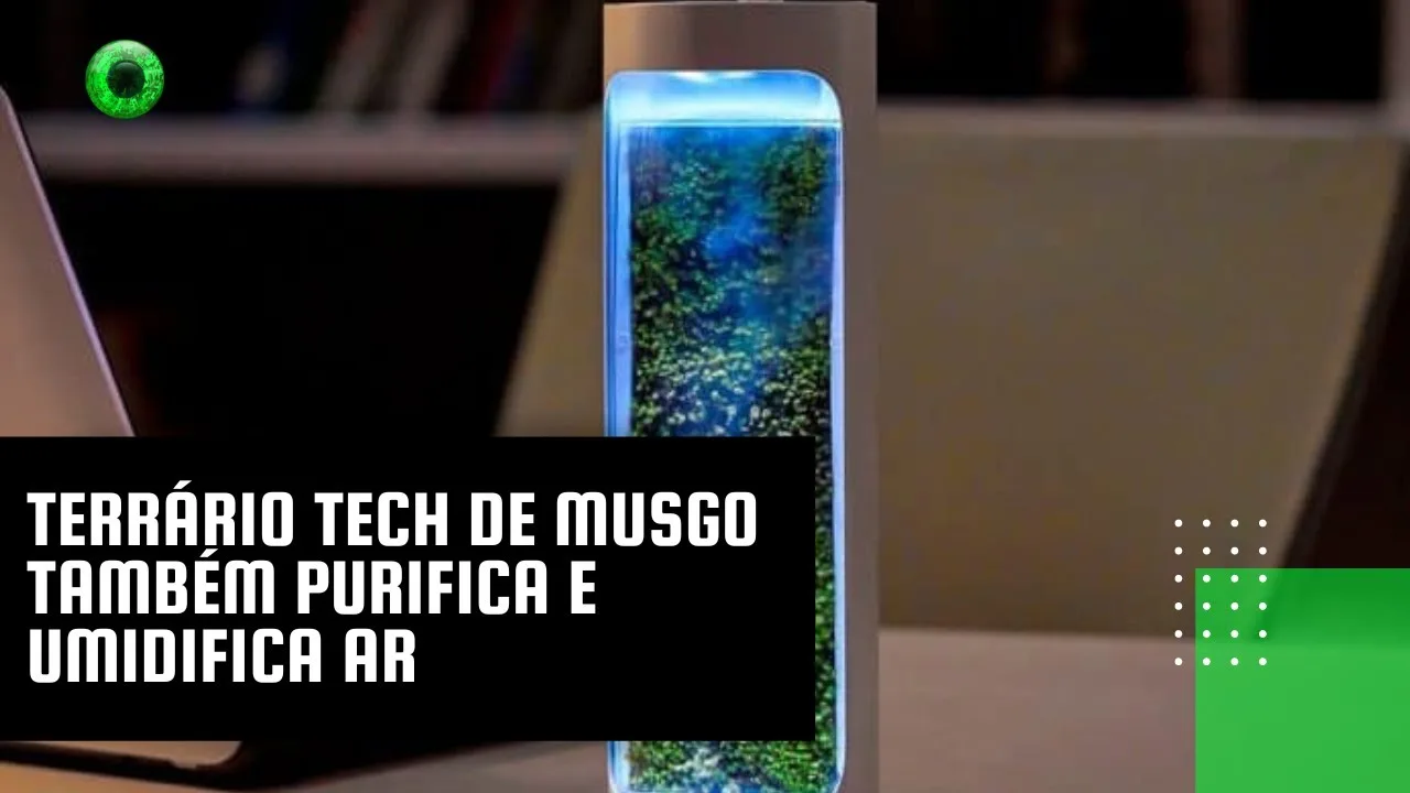 Terrário tech de musgo também purifica e umidifica ar