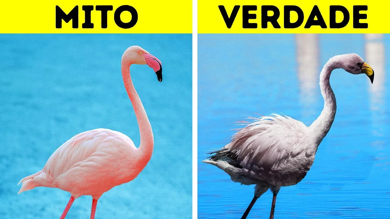 19 Fatos que Tornam o Reino Animal Ainda Mais Intrigante