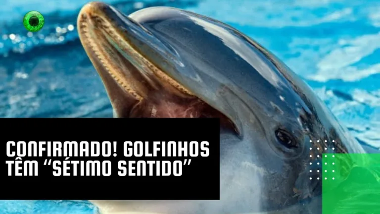 Confirmado! Golfinhos têm “sétimo sentido”