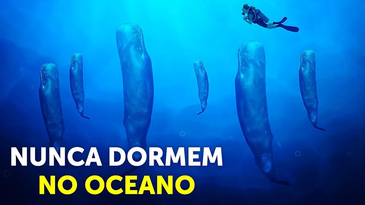 É Assim Que os Seres do Oceano Sobrevivem: Sem Dormir