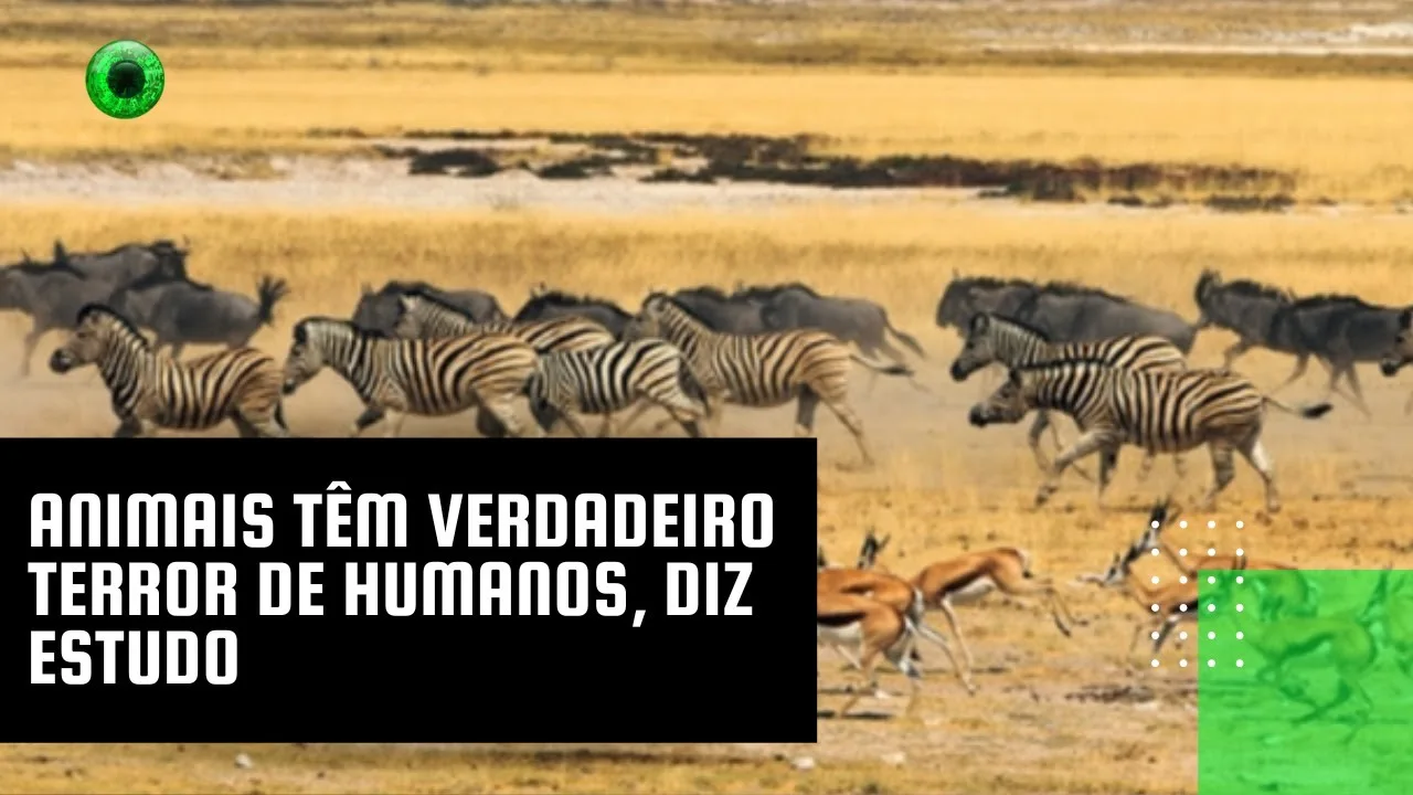 Animais têm verdadeiro terror de humanos, diz estudo