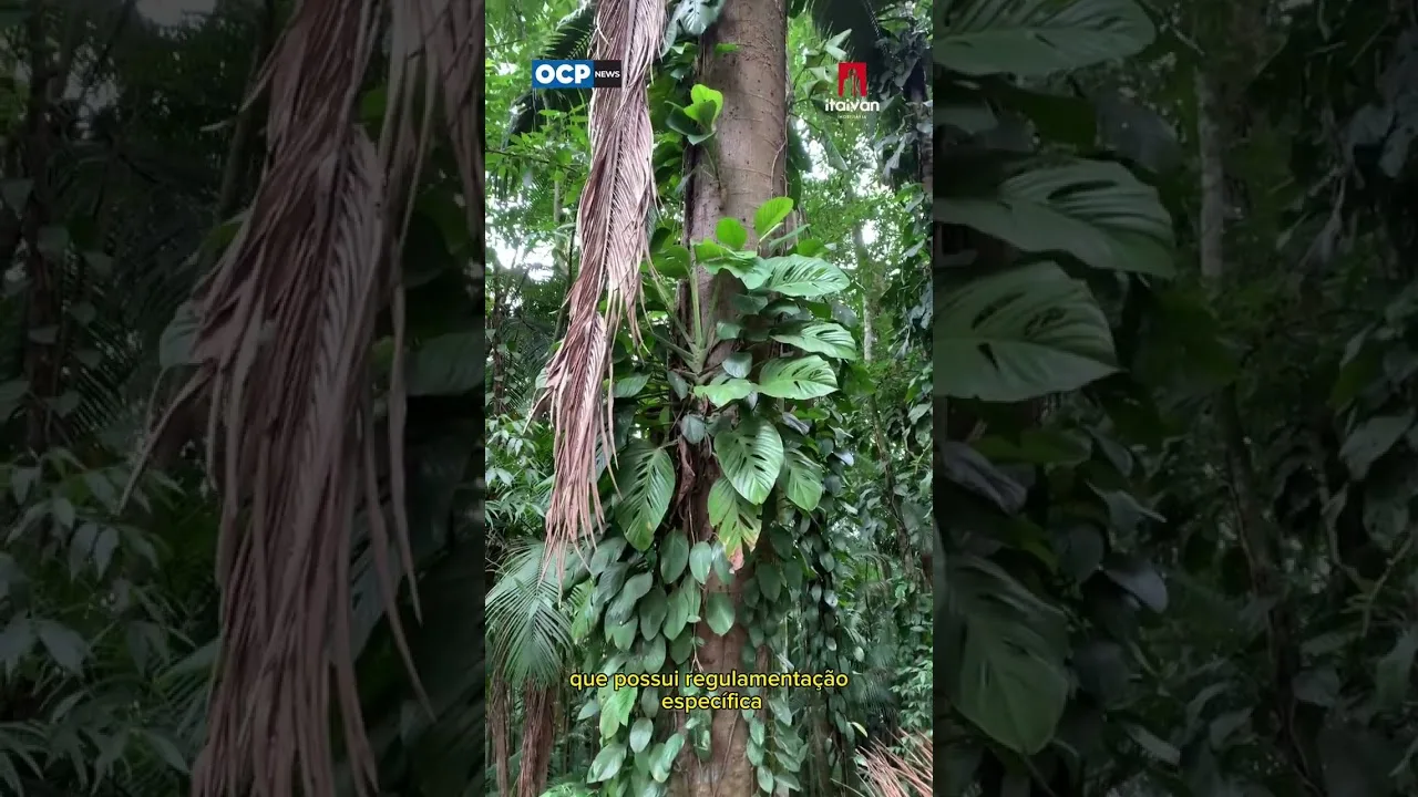 Encontre sombra, frescor e natureza no coração de Jaraguá do Sul, no Morro do Carvão