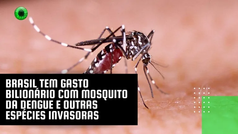 Brasil tem gasto bilionário com mosquito da dengue e outras espécies invasoras