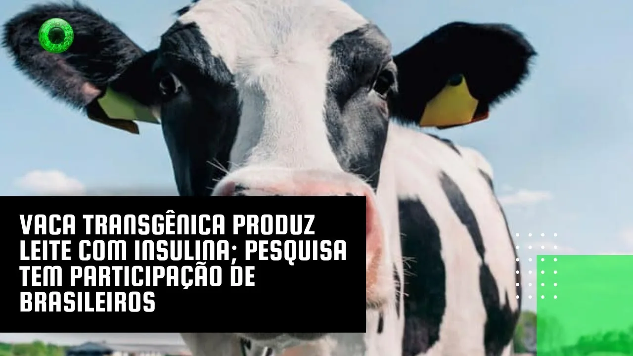 Vaca transgênica produz leite com insulina; pesquisa tem participação de brasileiros