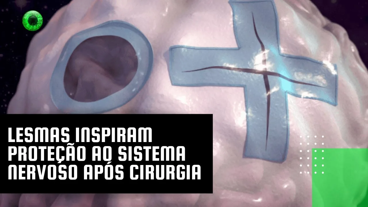 Lesmas inspiram proteção ao sistema nervoso após cirurgia