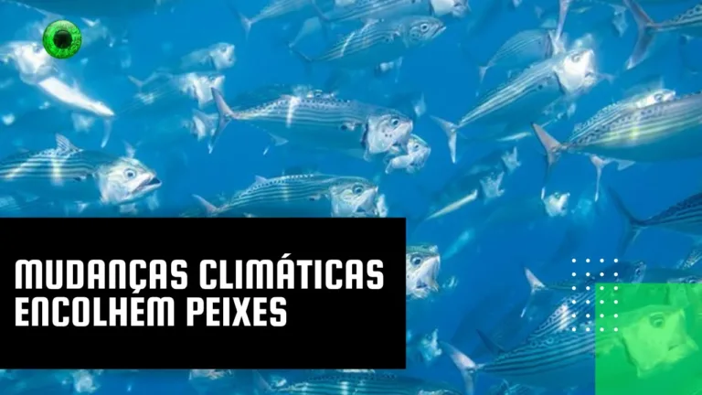 Mudanças climáticas encolhem peixes