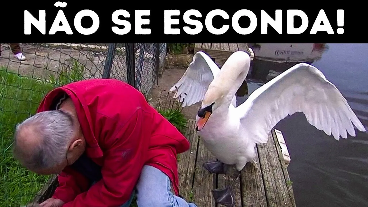 Cisnes são surpreendentemente perigosos + 7 criaturas fofas, porém perigosas