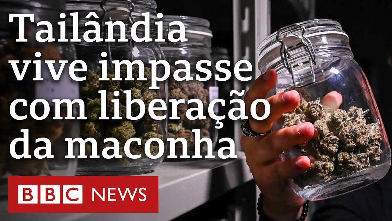 Por que a lucrativa indústria da maconha na Tailândia está na berlinda
