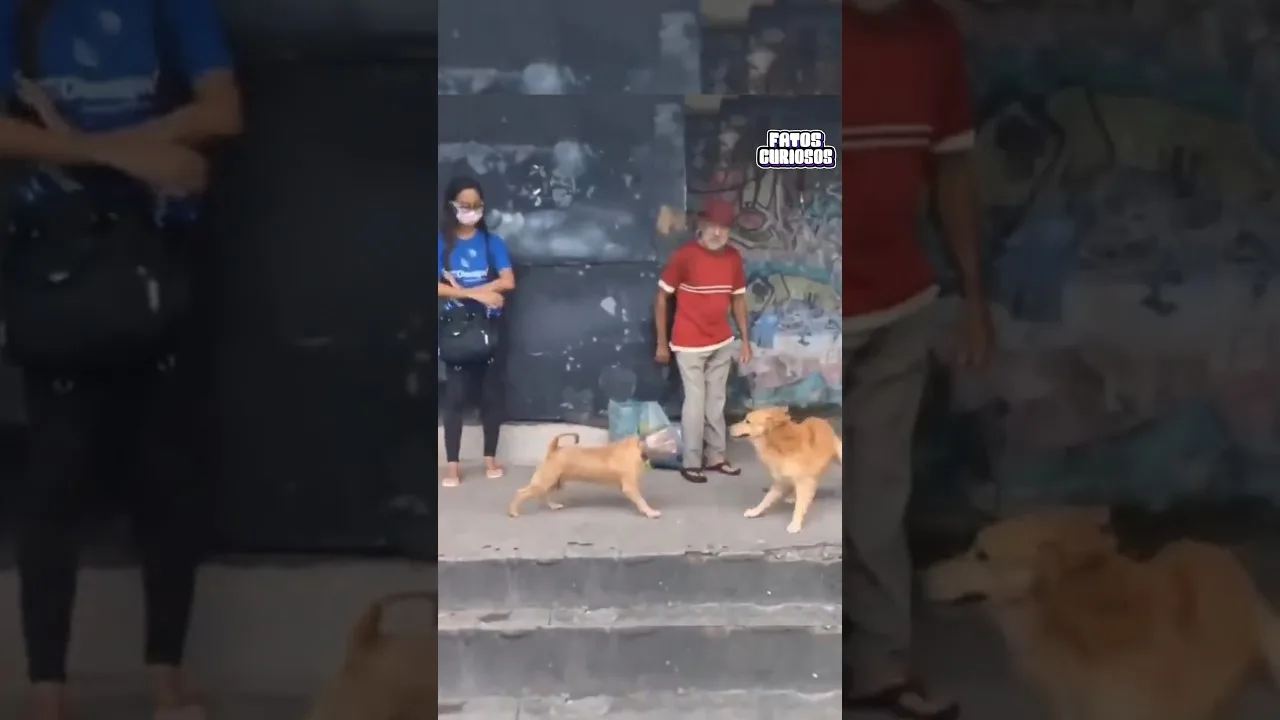 CACHORROS BUSCAM AJUDAS MAS SÃO IGNORADOS, ATÉ QUE… 🥹👏❤️ #short #shorts #viral #shortvideo