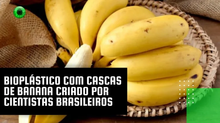 Bioplástico com cascas de banana criado por cientistas brasileiros