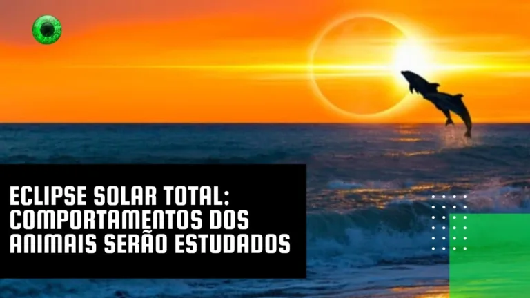 Eclipse solar total: comportamentos dos animais serão estudados