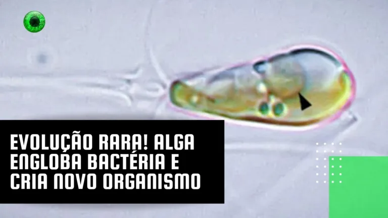Evolução rara! Alga engloba bactéria e cria novo organismo