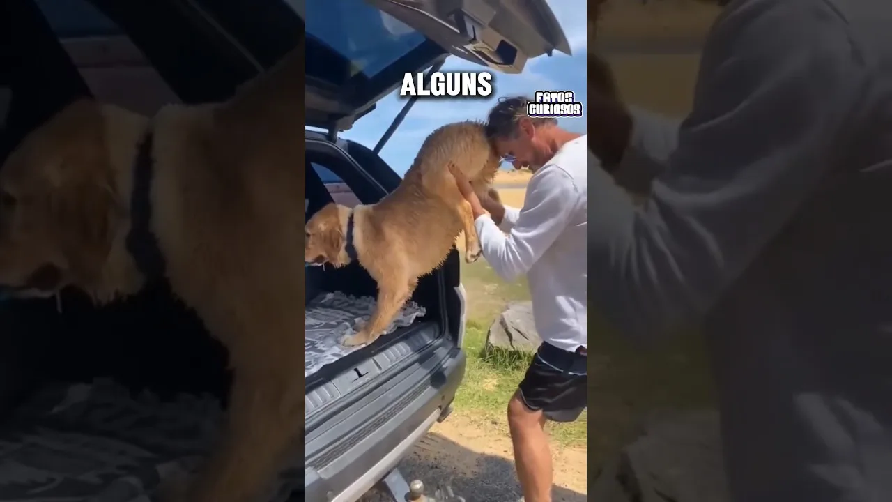 CACHORRINHO APAIXONADO PELA PRAIA NÃO QUERIA IR EMBORA 🥹❤️ #short #shorts #viral #shortvideo