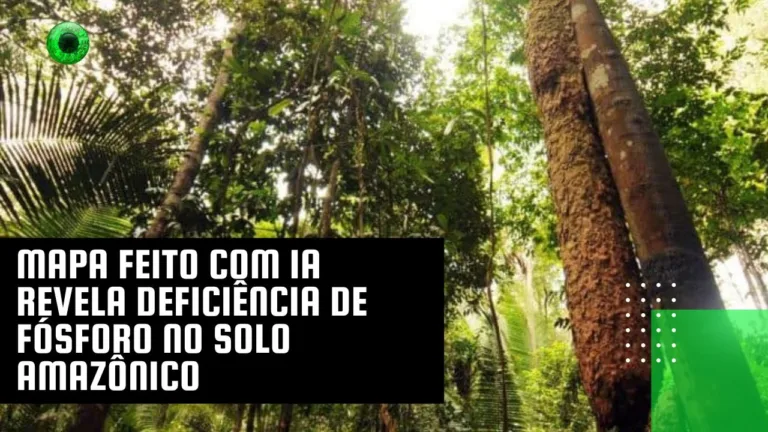 Mapa feito com IA revela deficiência de fósforo no solo amazônico