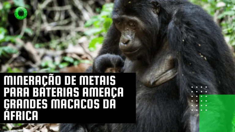 Mineração de metais para baterias ameaça grandes macacos da África