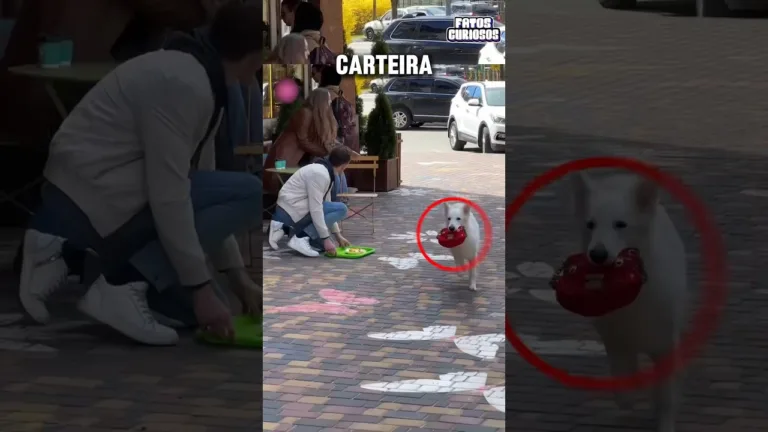 ESSE CACHORRO PEGOU A CARTEIRA DESSE CASAL E O MOTIVO VAI TE SURPREENDER 🥹 #short #shorts #viral