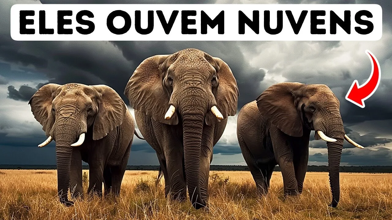 Você Nunca vai Adivinhar Como o Mundo Soa para os Animais