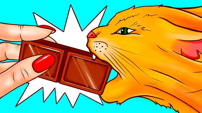 Por Que os Gatos e Cachorros Não Podem Comer Chocolate e Outros Alimentos