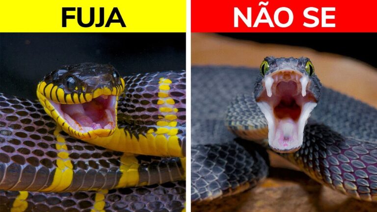 Como Sobreviver a um Encontro com uma Cobra na Trilha