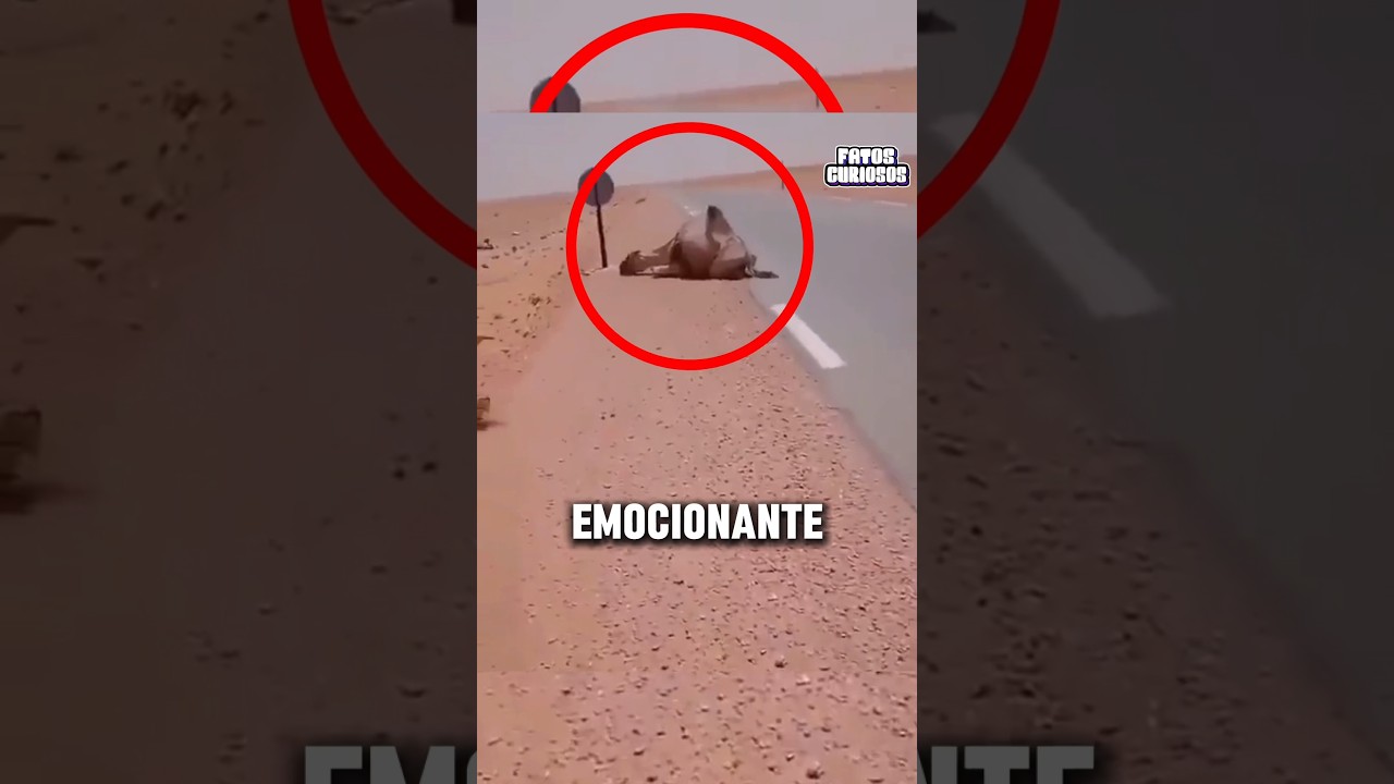 O NOBRE GESTO DESSE HOMEM SALVOU A VIDA DESSE CAMELO 🥹👏 #short #shorts #viral #shortvideo