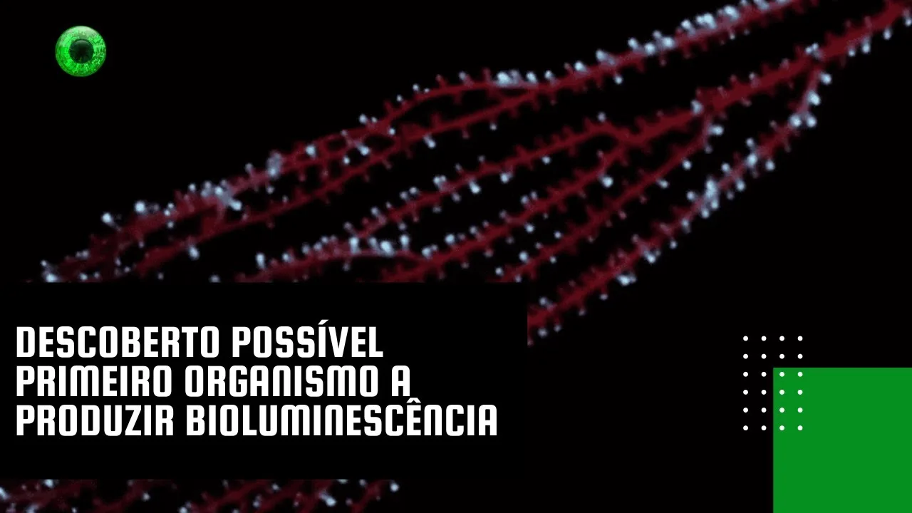 Descoberto possível primeiro organismo a produzir bioluminescência