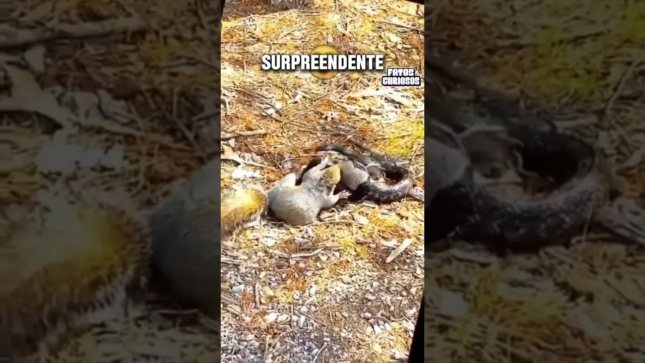 MÃE ESQUILO ARRISCA SUA VIDA PARA SALVAR SEU FILHOTE DE UMA SERPENTE 🥹❤️ #short #shorts #viral