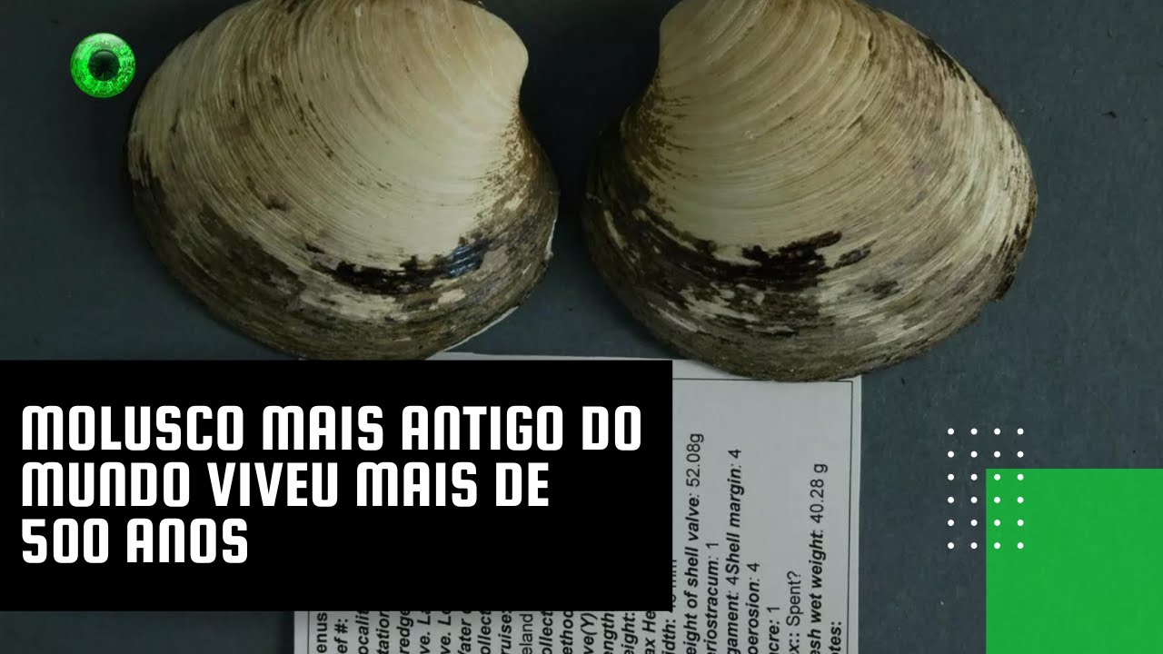 Molusco mais antigo do mundo viveu mais de 500 anos