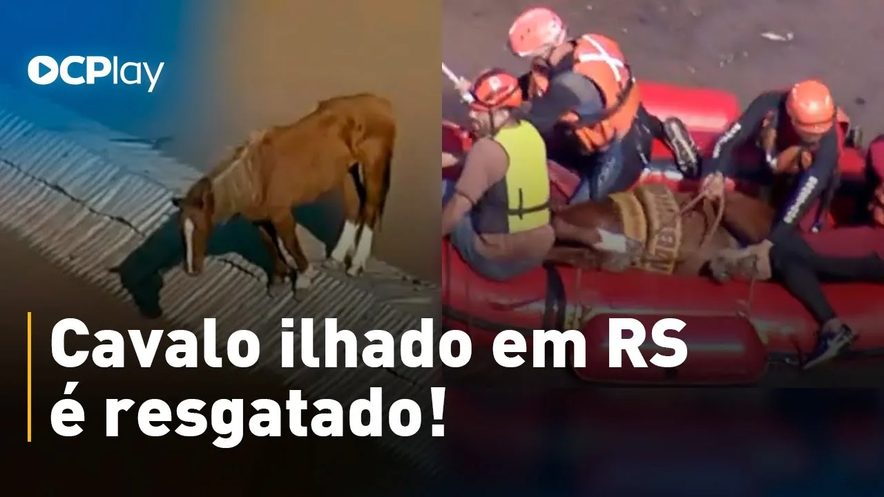 O cavalo caramelo foi retirado do telhado no RS