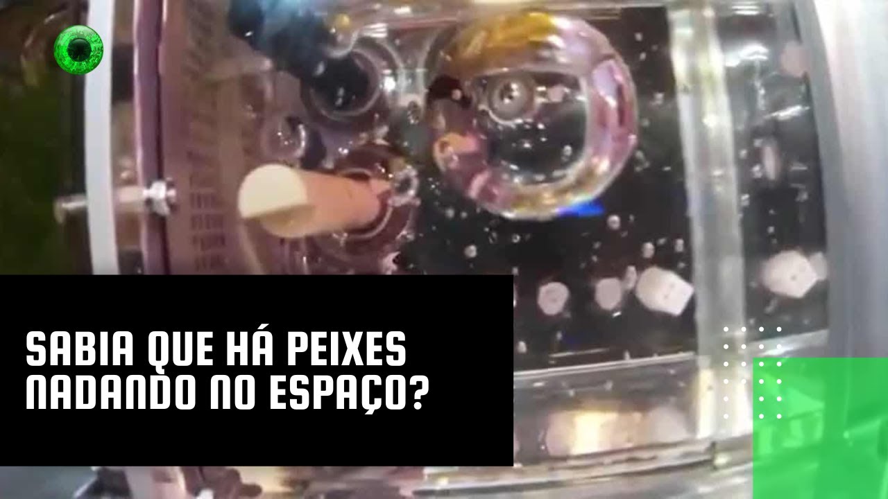 Sabia que há peixes nadando no espaço?