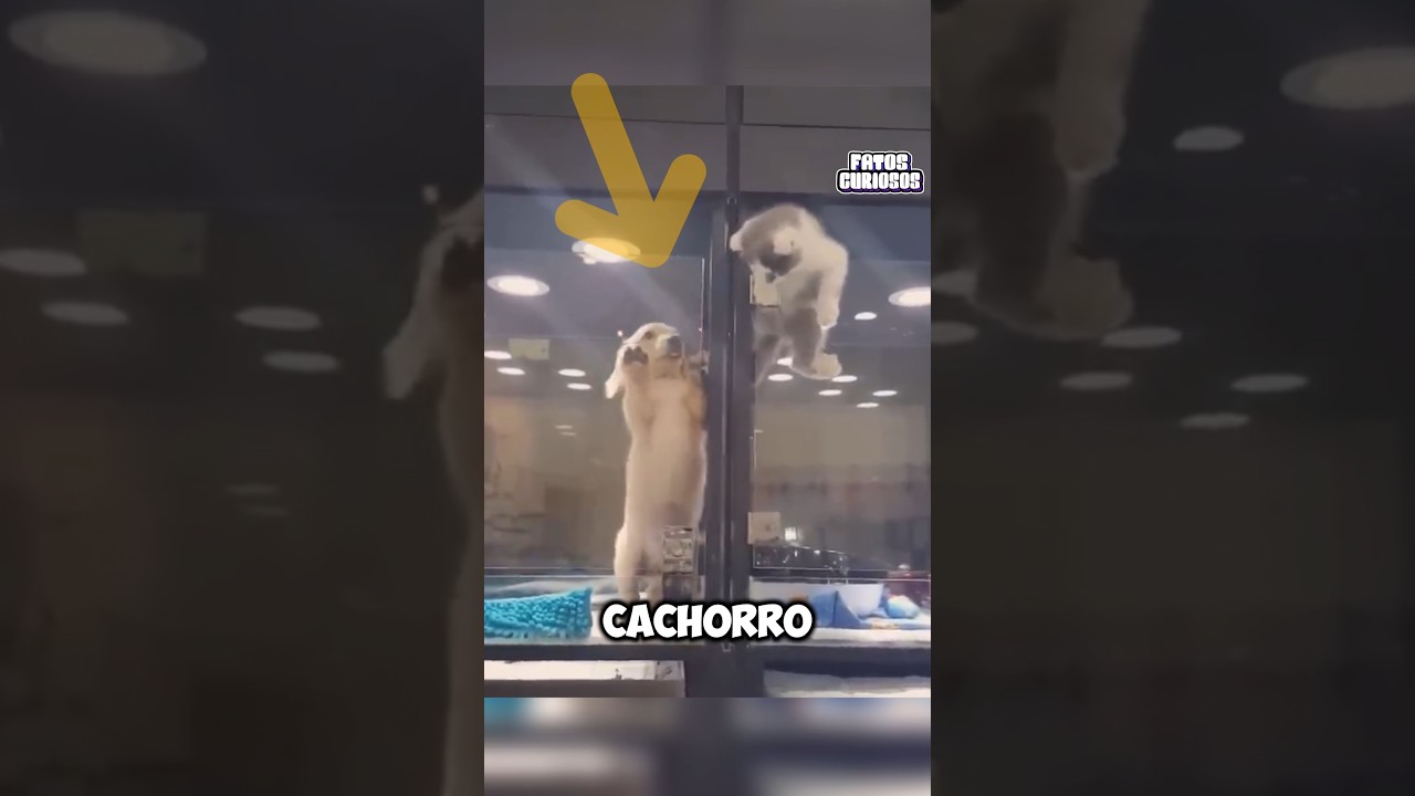 ESSE GATINHO FUGIU POR UM MOTIVO INESPERADO 🥹❤️