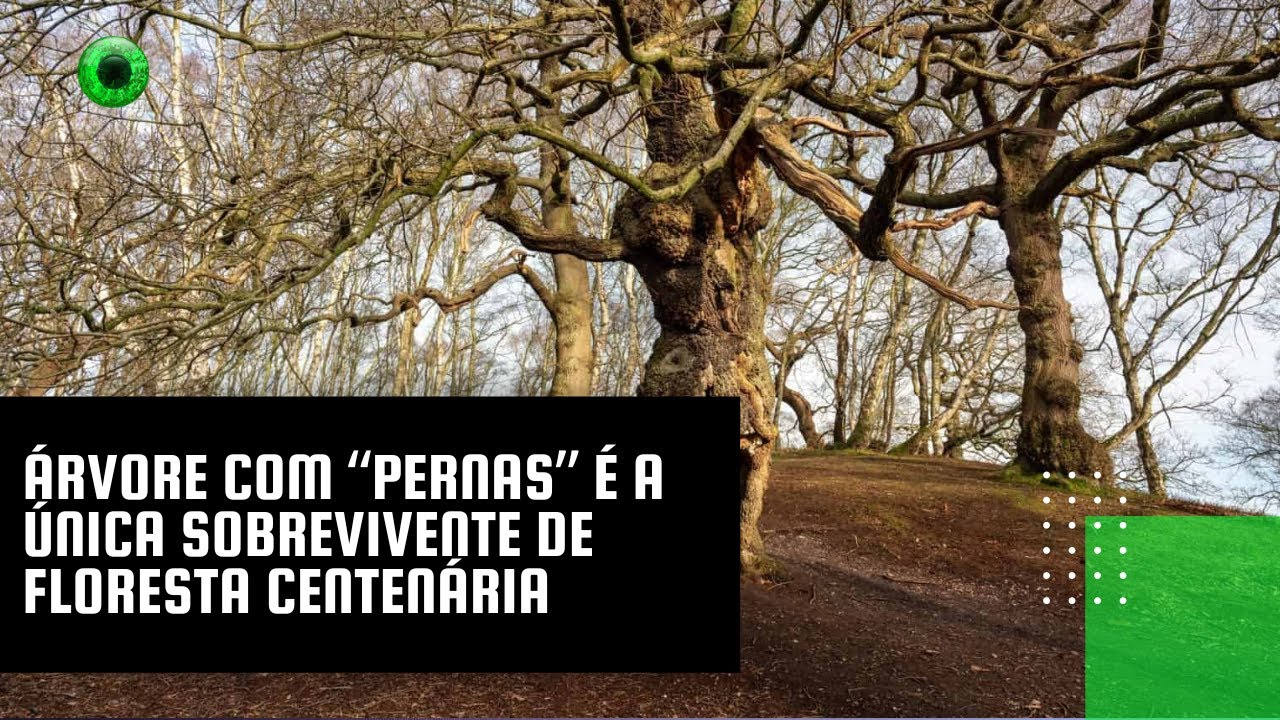 Árvore com "pernas" é a única sobrevivente de floresta centenária