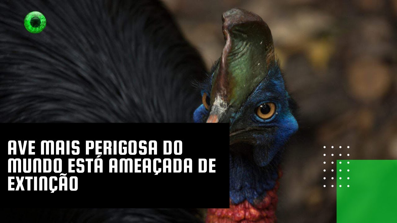 Ave mais perigosa do mundo está ameaçada de extinção