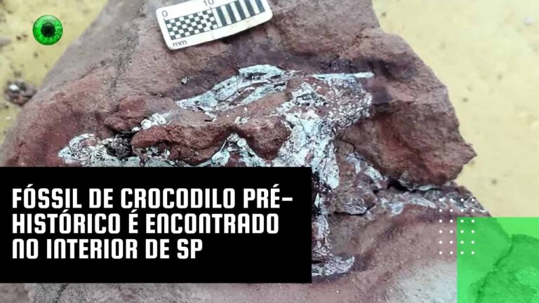 Fóssil de crocodilo pré-histórico é encontrado no interior de SP