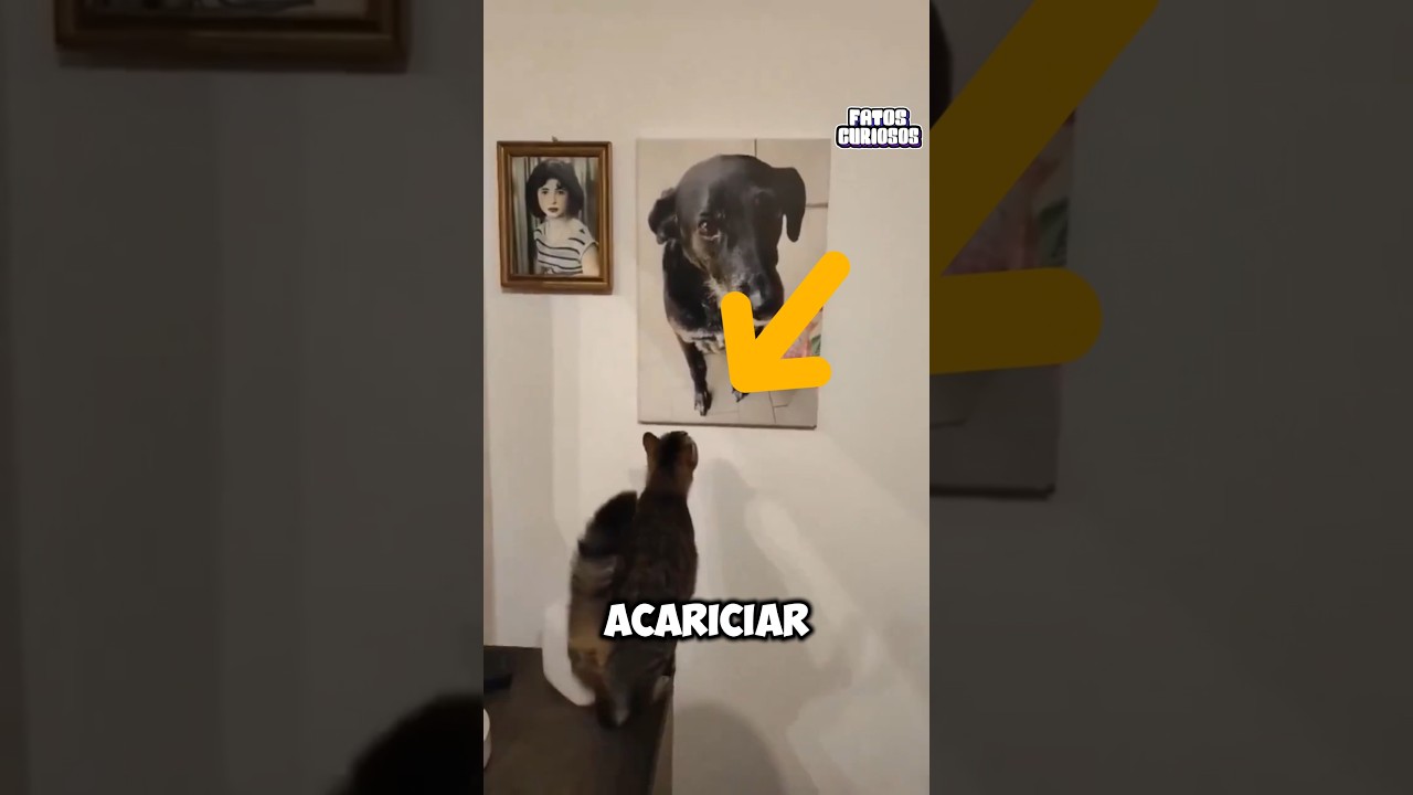 GATINHO VER FOTO DO SEU AMIGO QUE JÁ PARTIU E TENTA BRINCAR COM ELE 😔❤️