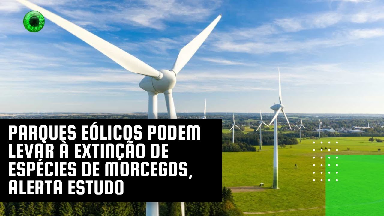 Parques eólicos podem levar à extinção de espécies de morcegos, alerta estudo