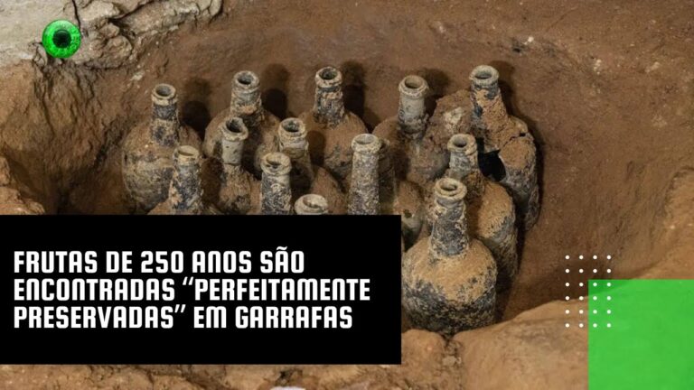 Frutas de 250 anos são encontradas “perfeitamente preservadas” em garrafas