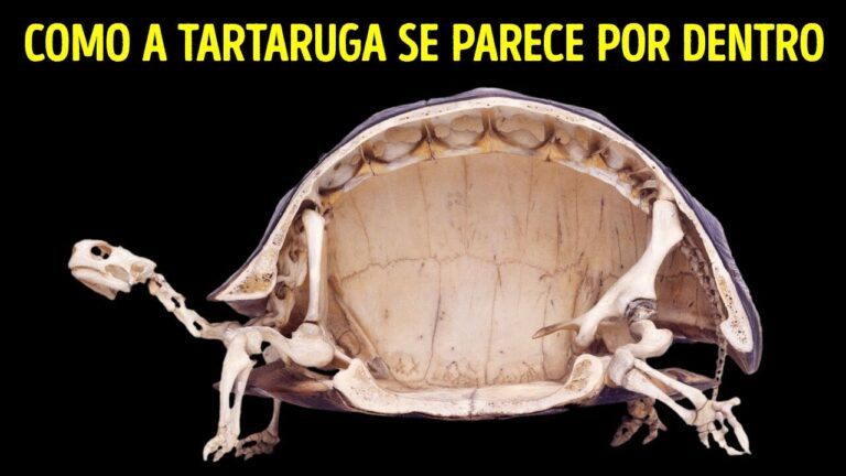 As tartarugas não podem sair de suas conchas + 200 fatos aleatórios