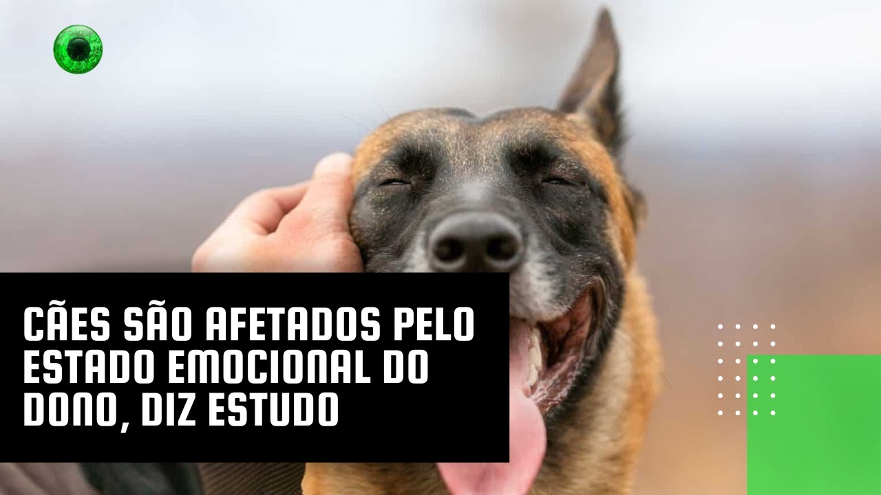 Cães são afetados pelo estado emocional do dono, diz estudo