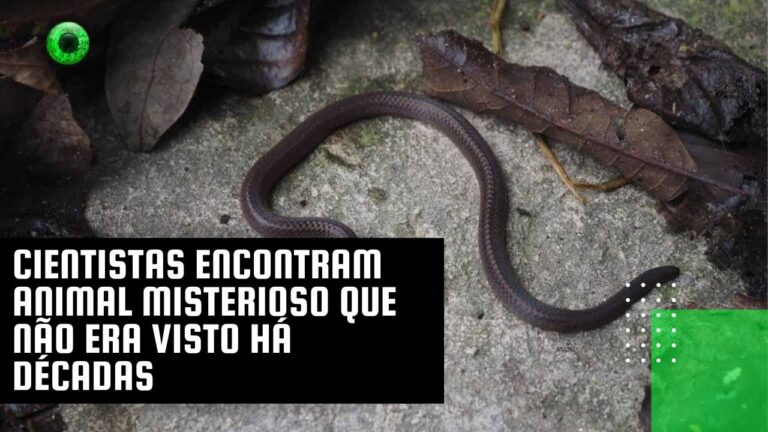 Cientistas encontram animal misterioso que não era visto há décadas