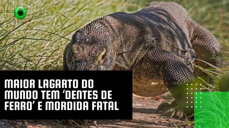 Maior lagarto do mundo tem ‘dentes de ferro’ e mordida fatal