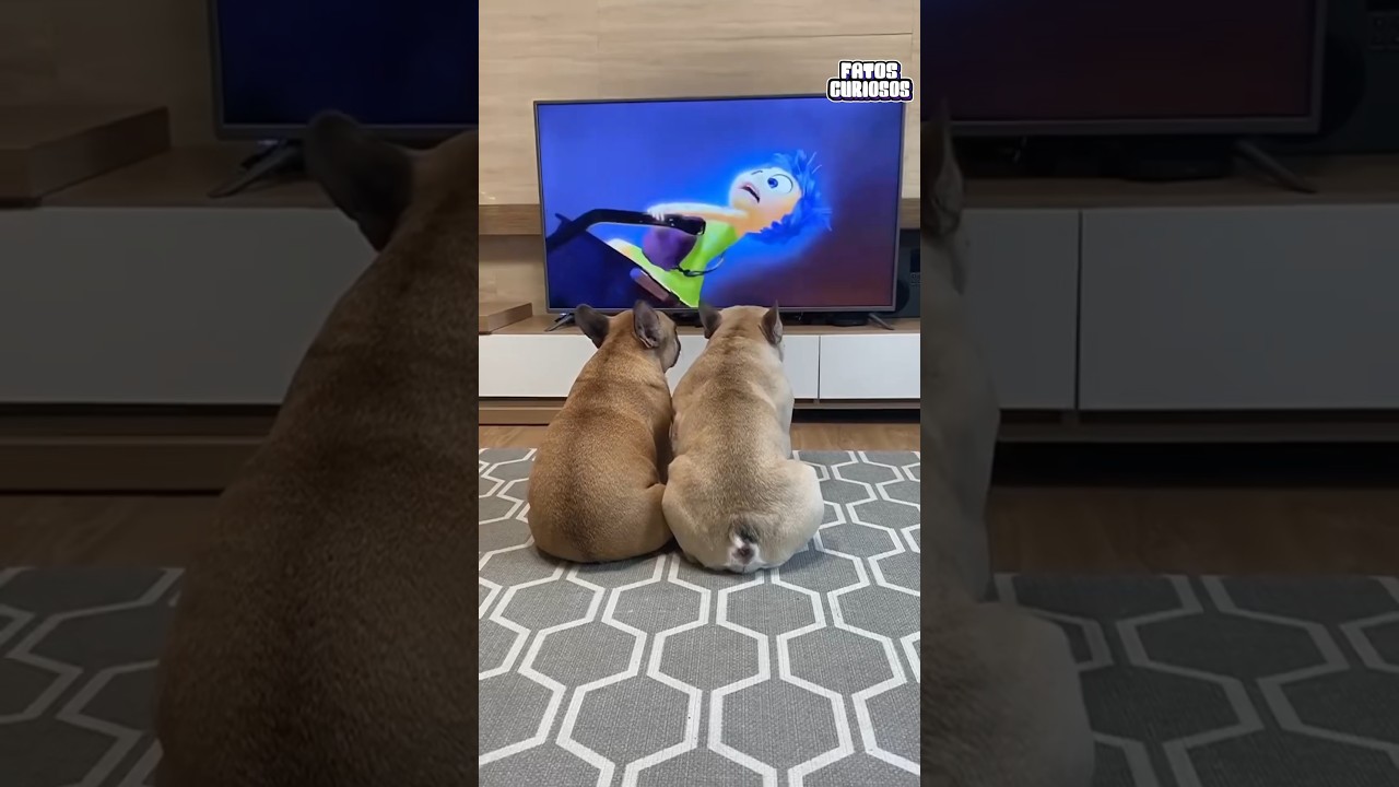 CACHORROS SE EMOCIONAM VENDO CENA TRISTE DE DIVERTIDAMENTE 🥺❤️