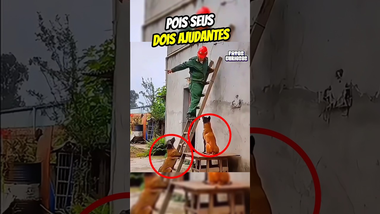 CACHORRO INTELIGENTE AJUDA SEU DONO NO TRABALHO 😯👏