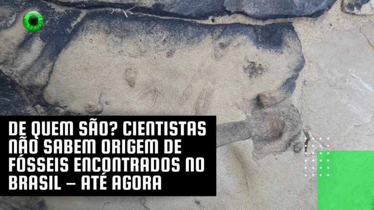 De quem são? Cientistas não sabem origem de fósseis encontrados no Brasil – até agora