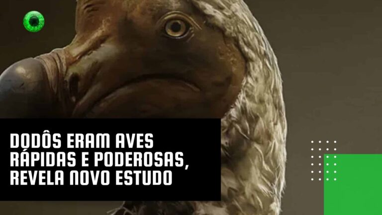 Dodôs eram aves rápidas e poderosas, revela novo estudo