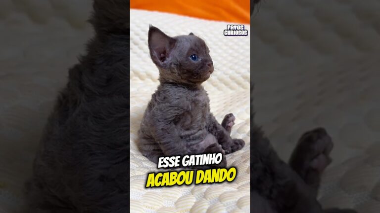 ESSE GATINHO TEM UM SONO MUITO PESADO #short #shorts